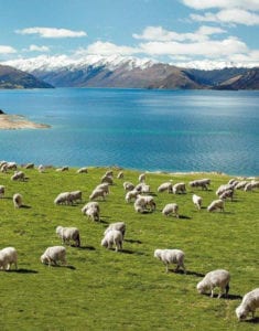 Sheep grazing near the lake