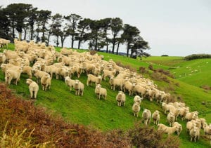 View of sheep in field