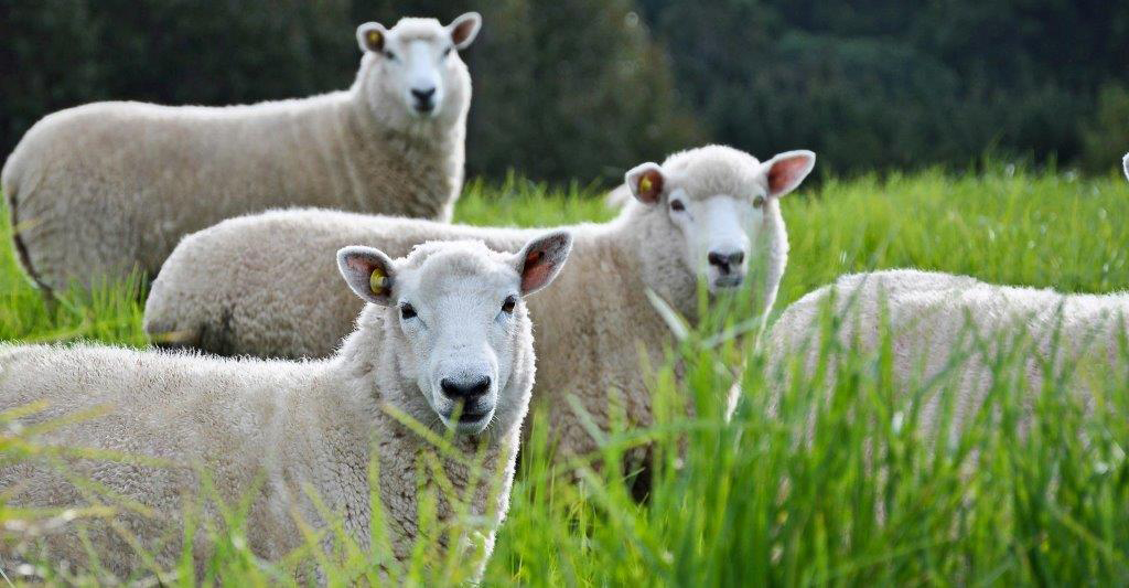View of sheep in field